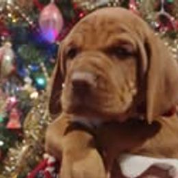 Vizslas from Maizel's Vizsla Puppies