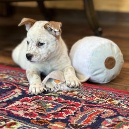 Australian Cattle Dog Puppies from Red Horizon ACD Kennels