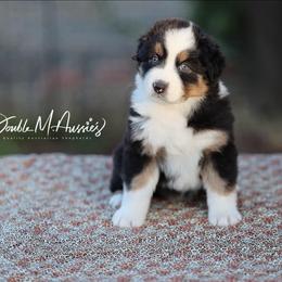 Dolly - Black tri-color female Australian Shepherd puppy in Olivehurst, California from Double M Aussies