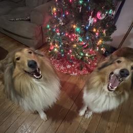Xariela - Collie