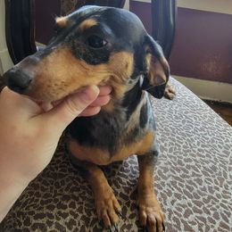 Freya - Dachshund