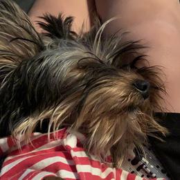 Yorkshire Terrier Puppies from Missy Lu Lap Puppies