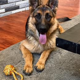 Rosie - Black and red female German Shepherd puppy in Whitewater, California from Vom Haus Metzler Shepherds