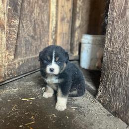 Boy 4 - Black tri-color male Australian Shepherd puppy in Kentland, Indiana from Pine Grove Aussies