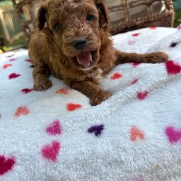 Alex -AKC - Red  male Poodle puppy in Plano, Texas from Dogs lovers
