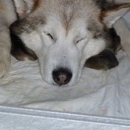 Alaskan Malamutes from Terry's Alaskan Malamutes