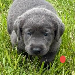 Charcoal red collar - Charcoal male Dilute Retriever puppy in Teton County, Montana from East Front Labradors & Treasure State Schnauzers