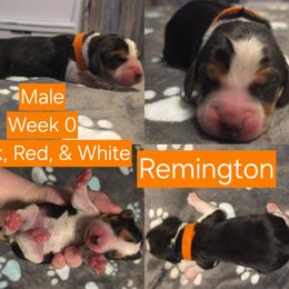 Remington Orange Male - Black red and white male Beagle puppy in Bemidji, Minnesota from Nse Farms Beagles