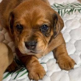 Bruce - Red male Dachshund puppy in Aubrey, Texas from Mims Mini Dachshunds