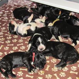 Portuguese Water Dog Puppies from Topsail PWDs