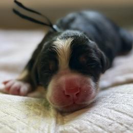 Girl 2 - female Bernese Mountain Dog puppy in Stanwood, Washington from Butter Cup Pups and Paws