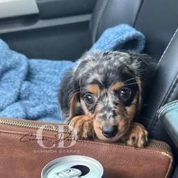 Dachshund Puppies from Camacho_Dachshunds