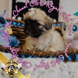 Chihuahua and Shih Tzu Puppies from C&E Royal Shih Tzu