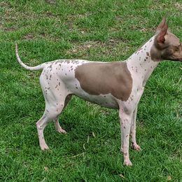 Pixel - American Hairless Terrier