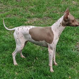 Pixel - American Hairless Terrier