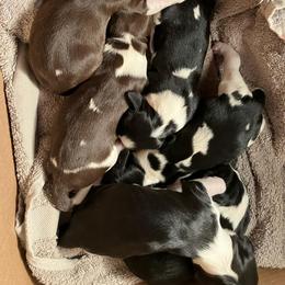 Black White 3 - Black and white male English Springer Spaniel puppy in California from Pridemark