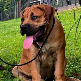HOLO - Red female Boerboel puppy in Pennsylvania from Cold River Boerboels