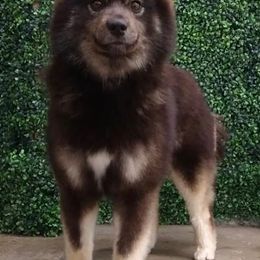 Pomskies from Pomiscuous