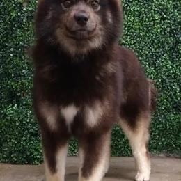 Pomskies from Pomiscuous