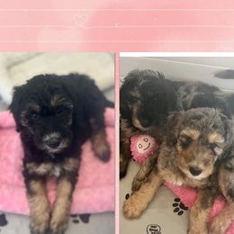Goldendoodle Puppies from Fishermen’s Doodles