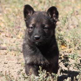 German Shepherds from Western Slope Working Line Shepherds