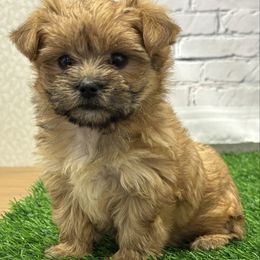 Molly SMALL - Gold female Morkie puppy in Monticello, Iowa from Ashley’s Puppies