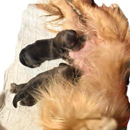 Shaded cream Male 2 - Cream male Dachshund puppy in Medina, Ohio from STORIED DOXIES