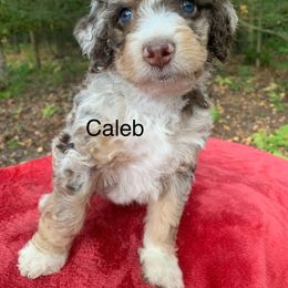 Caleb - Chocolate merle male Bernedoodle puppy in New Ringgold, Pennsylvania from Hawk Mountain Doodles
