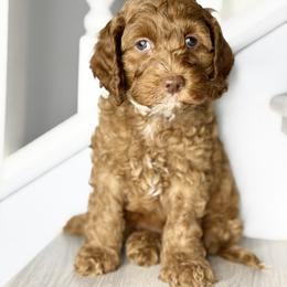 Navy Blue - Red male Australian Labradoodle puppy in Antelope, California from Adorable Labradoodle