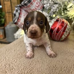 Dasher - Piebald male Dachshund puppy in Hawley, Texas from Little e Dachshunds