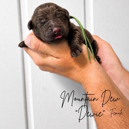 Dewie - Chocolate male Labrador Retriever puppy in Amery, Wisconsin from Cornerstone Retrievers
