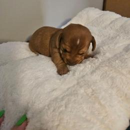 Max - Chocolate male Dachshund puppy in Strong, Arkansas from Dachshunds R Us