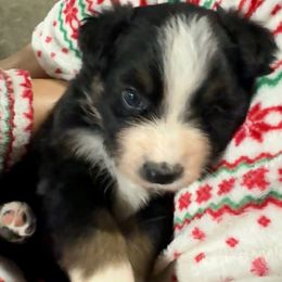 Patrick - Black tri-color male Australian Shepherd puppy in Wellington, Missouri from CV Aussies