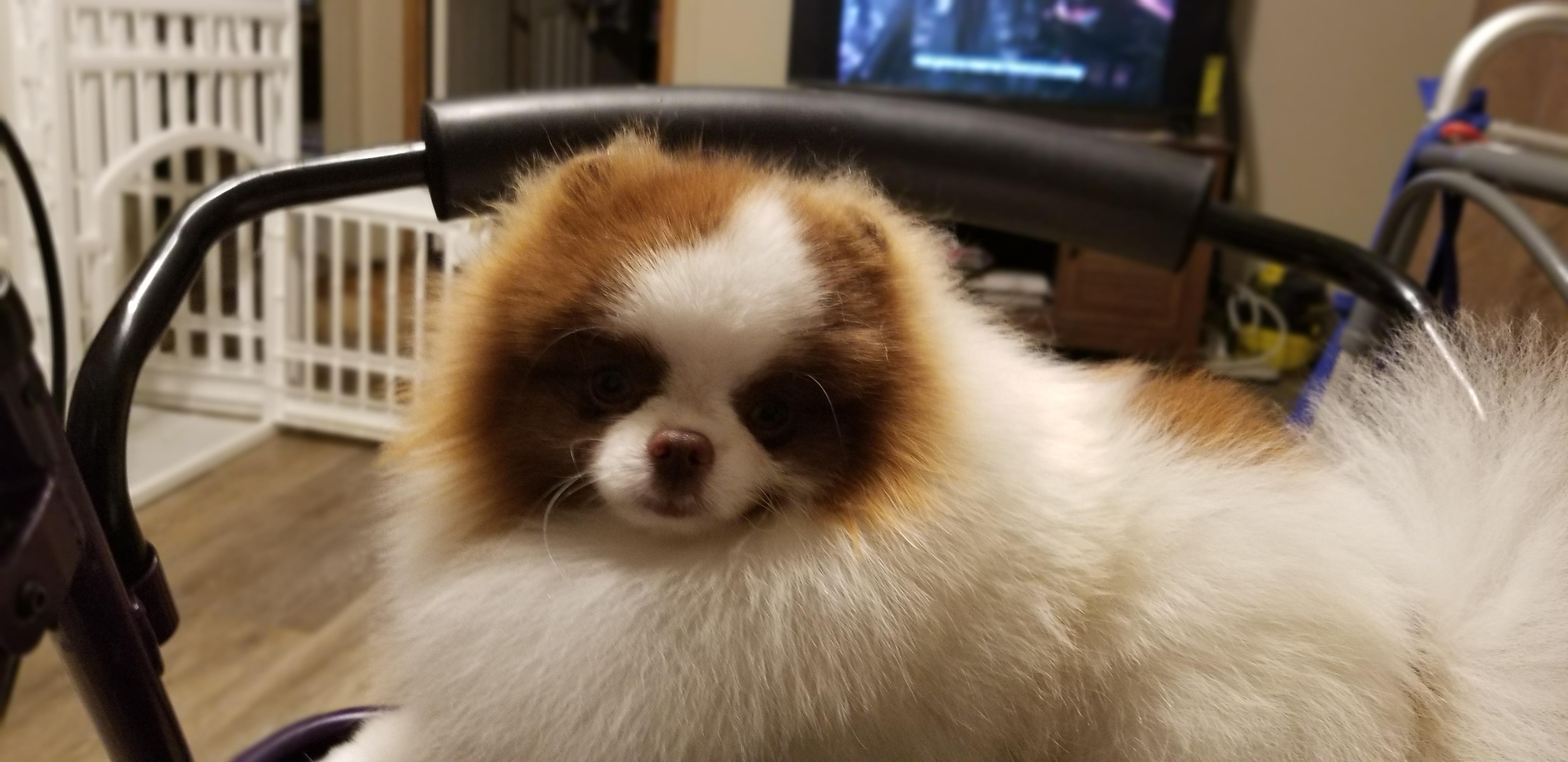 DEE - Pomeranian