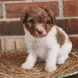 Maverick - Merle male Australian Labradoodle puppy in Connersville, Indiana from Dessie's Doodles