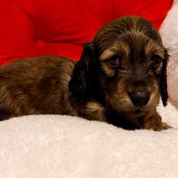 Autumn - Red female Dachshund puppy in Nampa, Idaho from 208 Wiener Wiggle Butts LLC