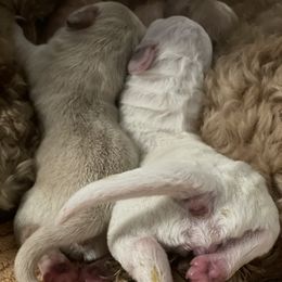 Goldendoodle Puppies from Teddy Grace Doodles