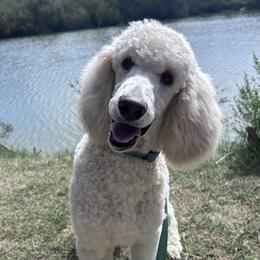 Puffball - Cream male Poodle puppy in Arroyo Grande, California from Ever So Clever Poodles