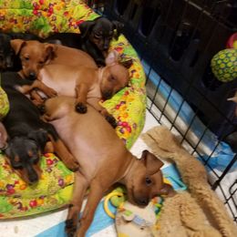 Miniature Pinscher Puppies from Sidels Miniature Pinscher