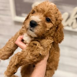 Beau - Red  male Goldendoodle puppy in Bradenton, Florida from Christianna’s Mini Goldendoodles