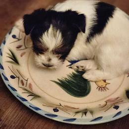 Yorkshire Terrier Puppies from Letterman Yorkies