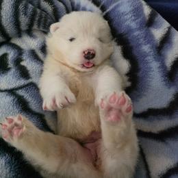 Orange collar puppy - White male Samoyed puppy in Broomfield, Colorado from Klondike Snow Samoyeds