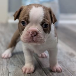 Fergus - Red male Boston Terrier puppy in Oak Hills, California from All American Boston Terriers
