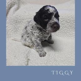 Girl 3 - Brown roan female Lagotto Romagnolo puppy in Salida, California from Harper's Lagotti