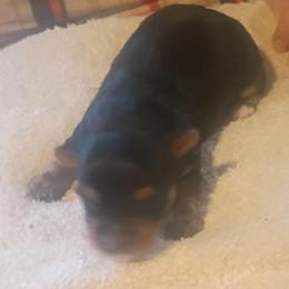 Kenny - Black and tan male Yorkshire Terrier puppy in Jacksonville, Arkansas from Royal Yorkie Terrier
