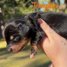 Pumpkin - Black and tan female Dachshund puppy in Brandon, Mississippi from A & N Kennel’s Mini Dachshunds