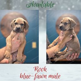 Rook - Fawn male Great Dane puppy in Roseau, Minnesota from UNDAD'S KENNELS