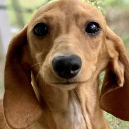 Dachshunds from Crystal’s Miniature Dachshunds