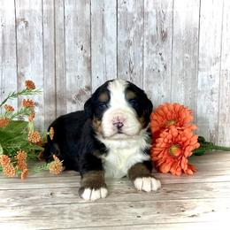 Finn - Black rust and white male Bernese Mountain Dog puppy in Weston, Idaho from Blue Peak Berners