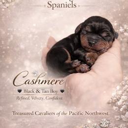 Cashmere - Black and tan male Cavalier King Charles Spaniel puppy in Spokane, Washington from Treasured Cavaliers of the Pacific Northwest